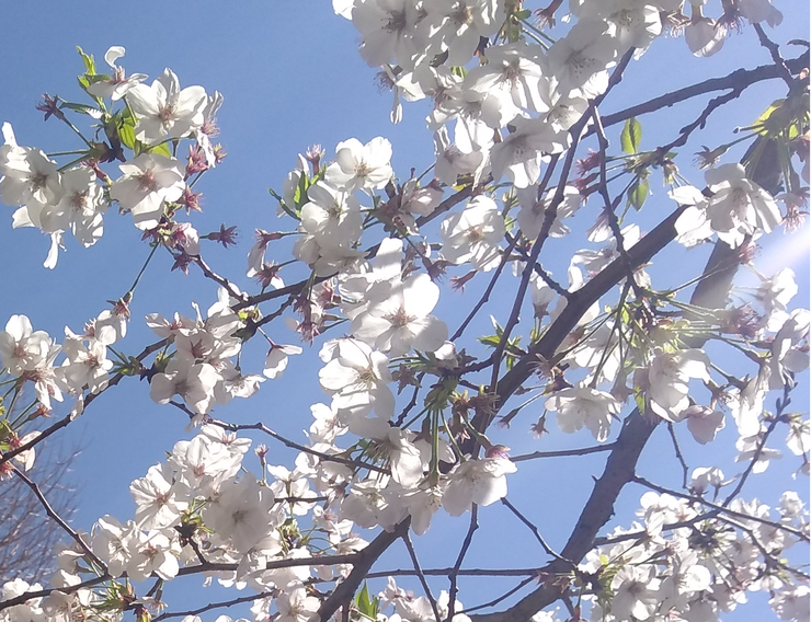 桜の季節01